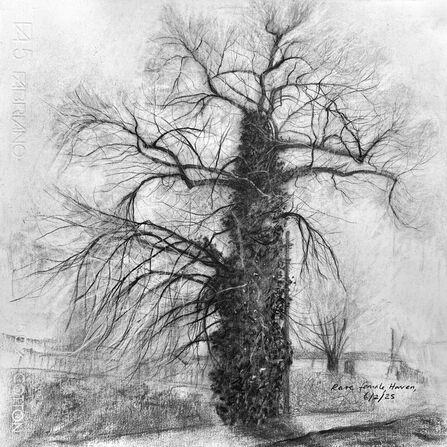 Charcoal drawing of a tree in winter
