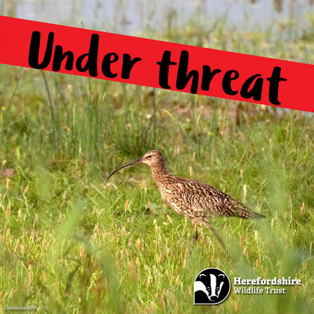 Curlew walking through long grass