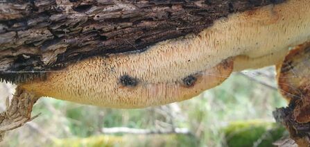 Cream-coloured fungus on underside of branch