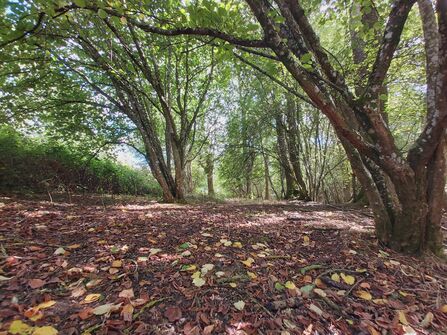 View through sunny woodland