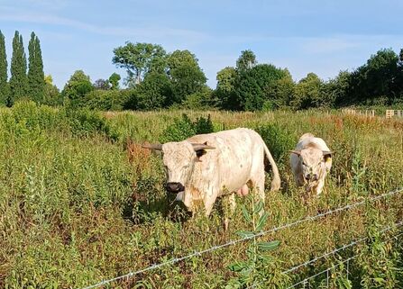 Image of two white park cattle in meadow behind barbed wire fence