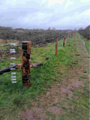 Image displaying section of new fencing along stretch of rewilding area