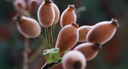 Rosehips