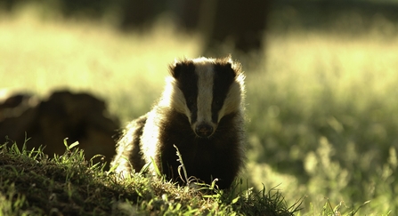 Portrait of an alert adult badger backlit by evening sunlight