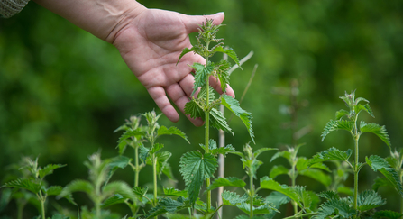 Hand touching a nettle