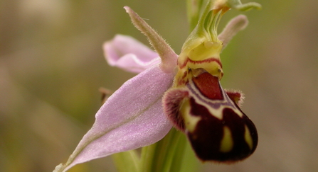 Bee orchid