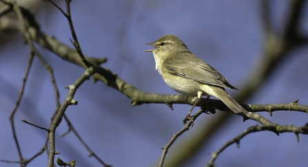 Small grey bird on a bare branch singing