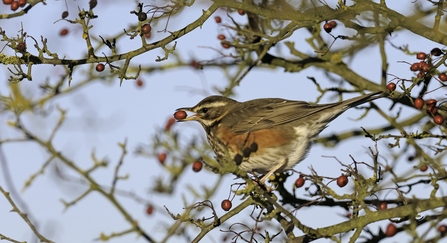 Redwing (Turdus iliacus) feeding on hawthorn berries