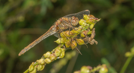 Common darter (c) Janet Packham