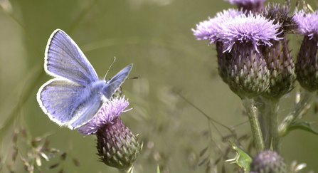 Common blue butterfly