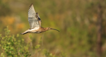 Curlew in flight with vegetation behind