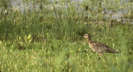 Brown bird with long legs and beak walking though tall grass