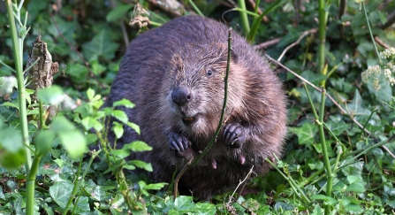 Beaver amongst vegetation