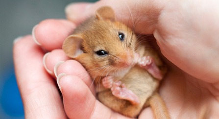 Dormouse in hand