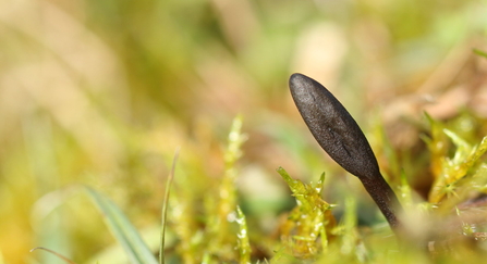 Earthtongue fungi