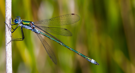 Emerald damselfly (c) Mike Snelle