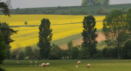 Farmed landscape with grazing sheep in foreground and yellow fields sloping above