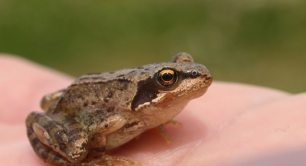 Frog sat on a person's hand