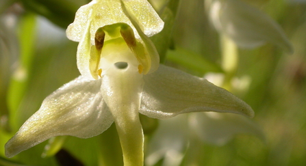 Greater butterfly orchid