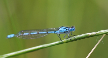 Blue damselfly on a green horizontal stem