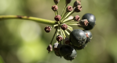 Ivy berries (Hedera helix) 