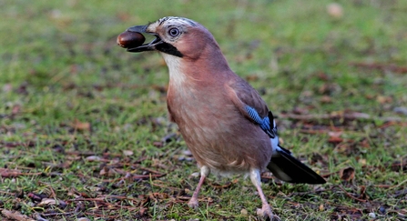 Jay with acorn