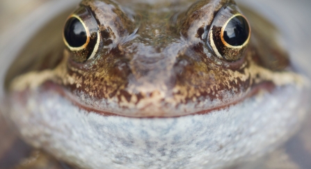 Common Frog