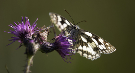 Marbled white butterfly