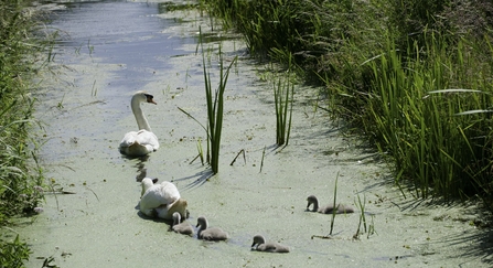 Two swans followed by four cygnets swimming away along a stream