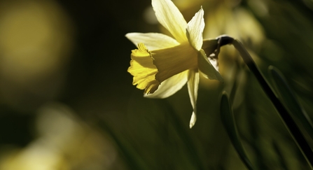 Wild daffodil {Narcissus pseudonarcissus}