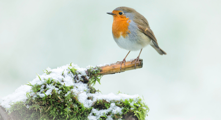 Robin (Erithacus rubecula) - Jon Hawkins