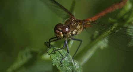 ruddy darter dragonfly (c) Neil Aldridge
