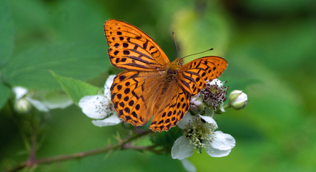 Silver-washed fritillary