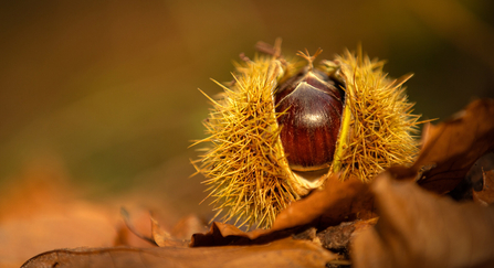 Sweet chestnut