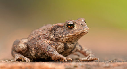 Close up of a toad on a road