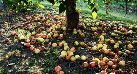 Windfall apples