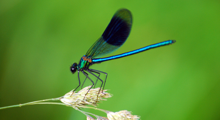 Banded demoiselle (c) Zsuzsanna Bird