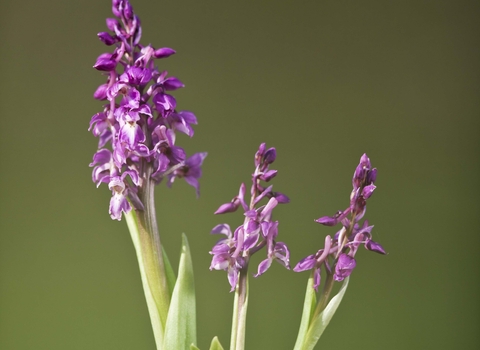 Early Purple Orchid