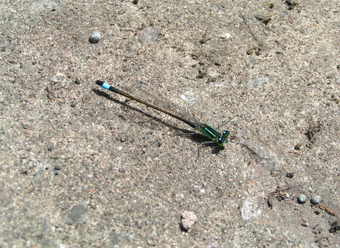 Blue-tailed Damselfly