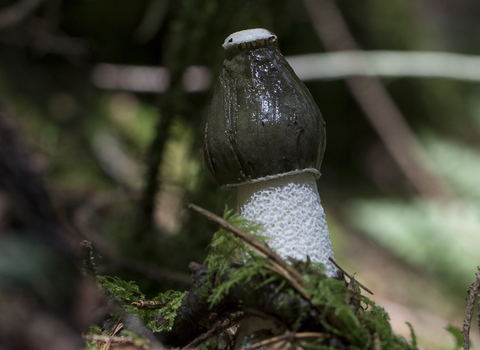 Stinkhorn fungus