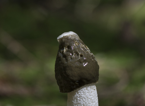 Stinkhorn fungus
