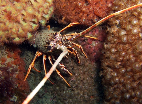 Spiny lobster