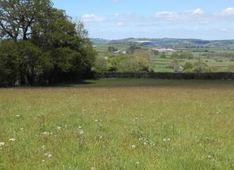 Little Marises Meadow