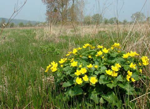 Parky Meadow