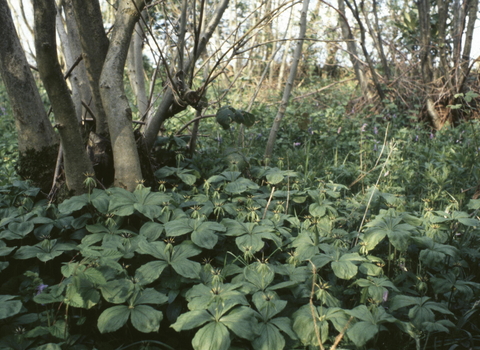 Upper Swingley Wood