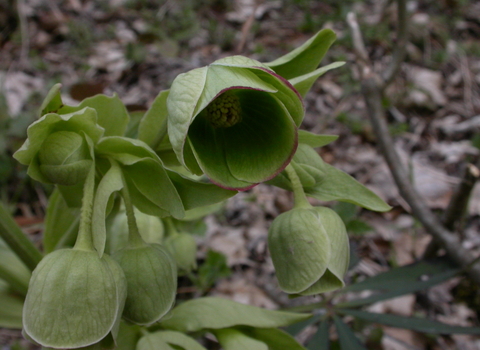 Stinking Hellebore