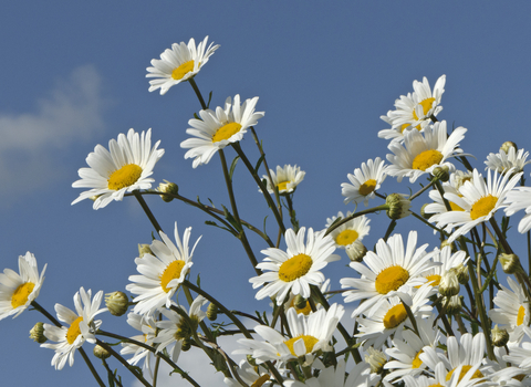 Daisies