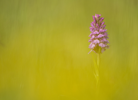 Common Spotted Orchid (c) Mark Hamblin/2020VISION