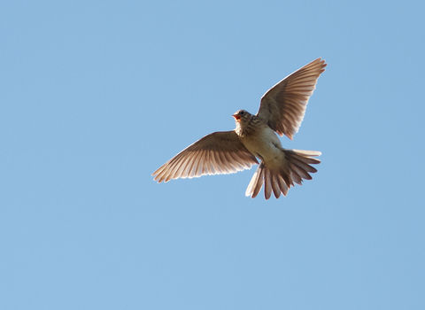 Skylark (c) Stefan Johansson