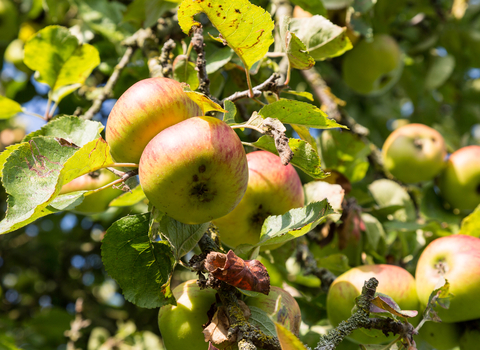Apples on tree